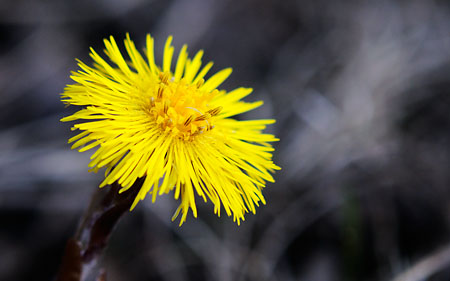 Tussilago