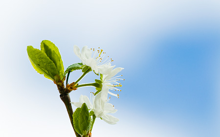 Plommonträdet blommar