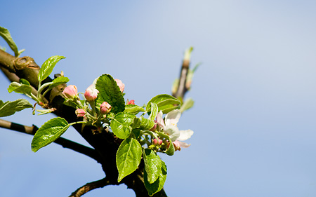 Äppleträdet blommar