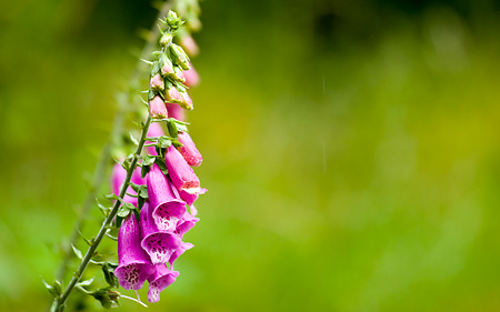 Fingerborgsblomma