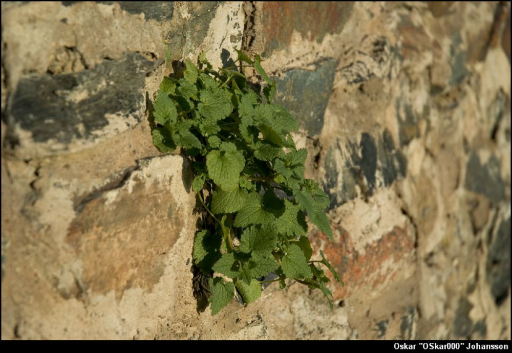 vaxt_i_mur.jpg