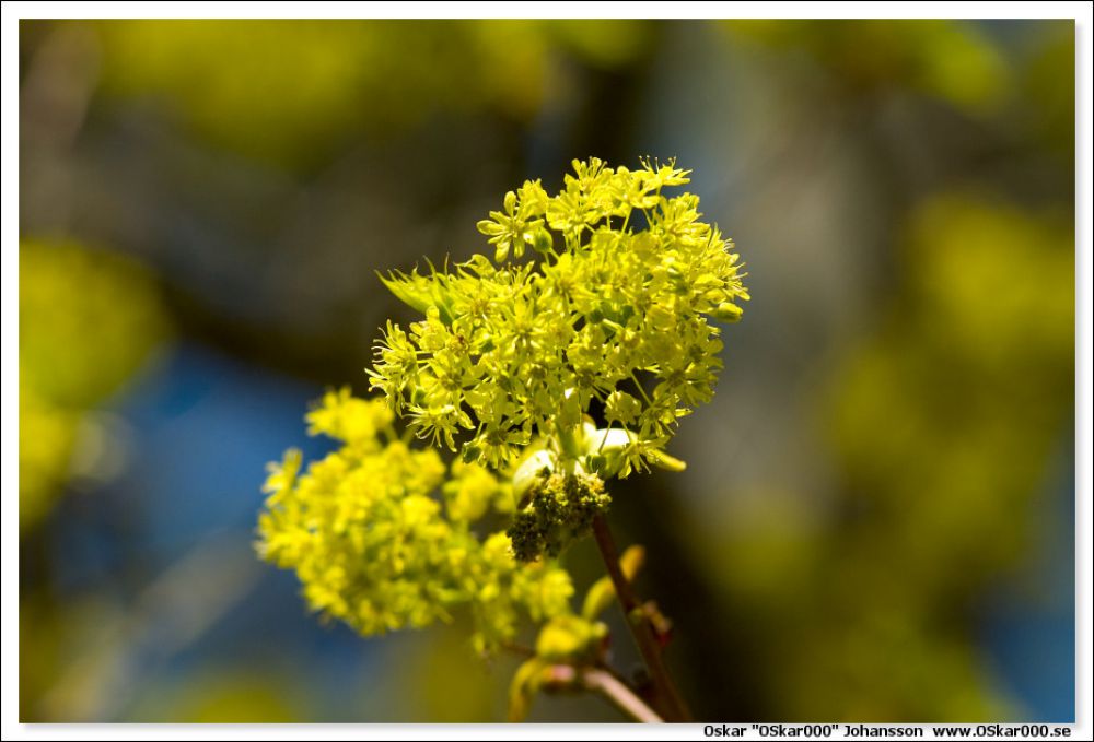 tradblommar.jpg