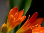 v5_clivia_1600.jpg