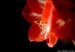 amaryllis.jpg